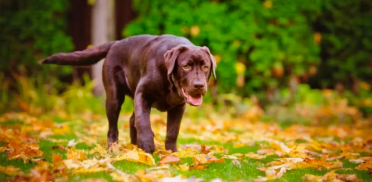 cachorro-mancando-veja-quais-problemas-de-saude-o-sintoma-pode-indicar.jpg (1)